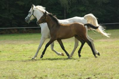 Pouliches Psar de 1 et 2 ans par Persicko DSC08910